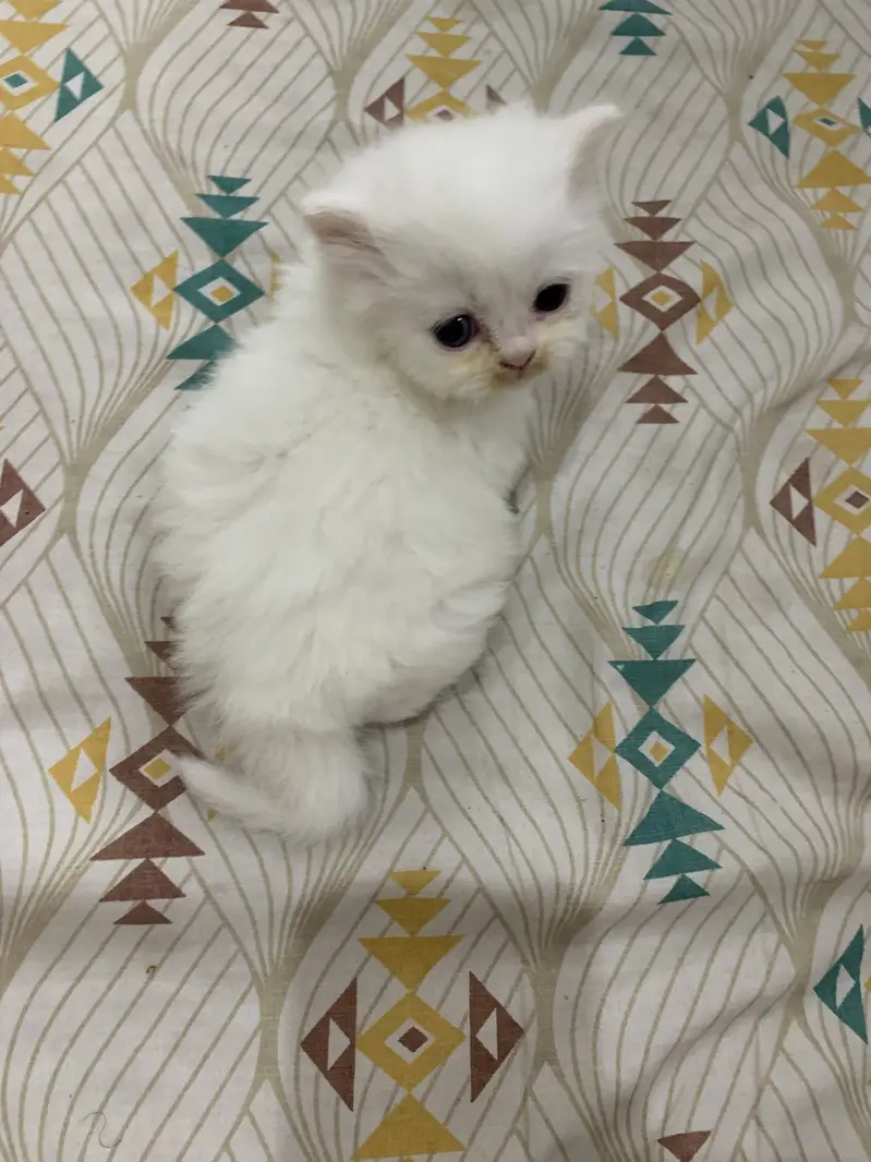 Persion punchface kittens for sale — photo 2