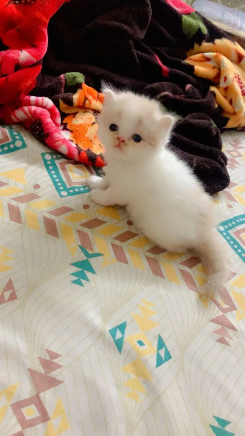 Persion punchface kittens for sale — photo 3