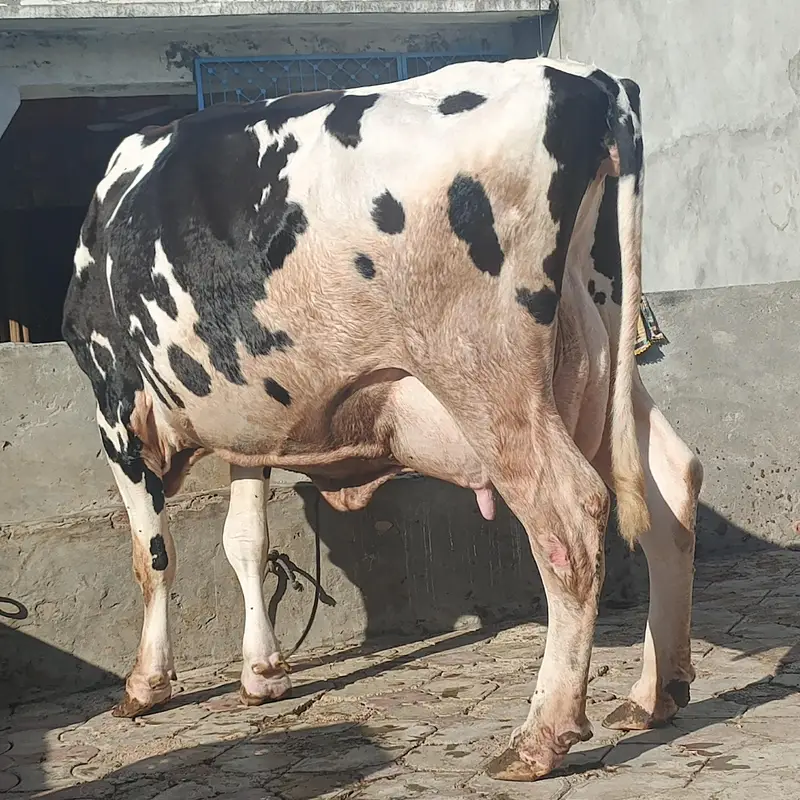 cow for sel