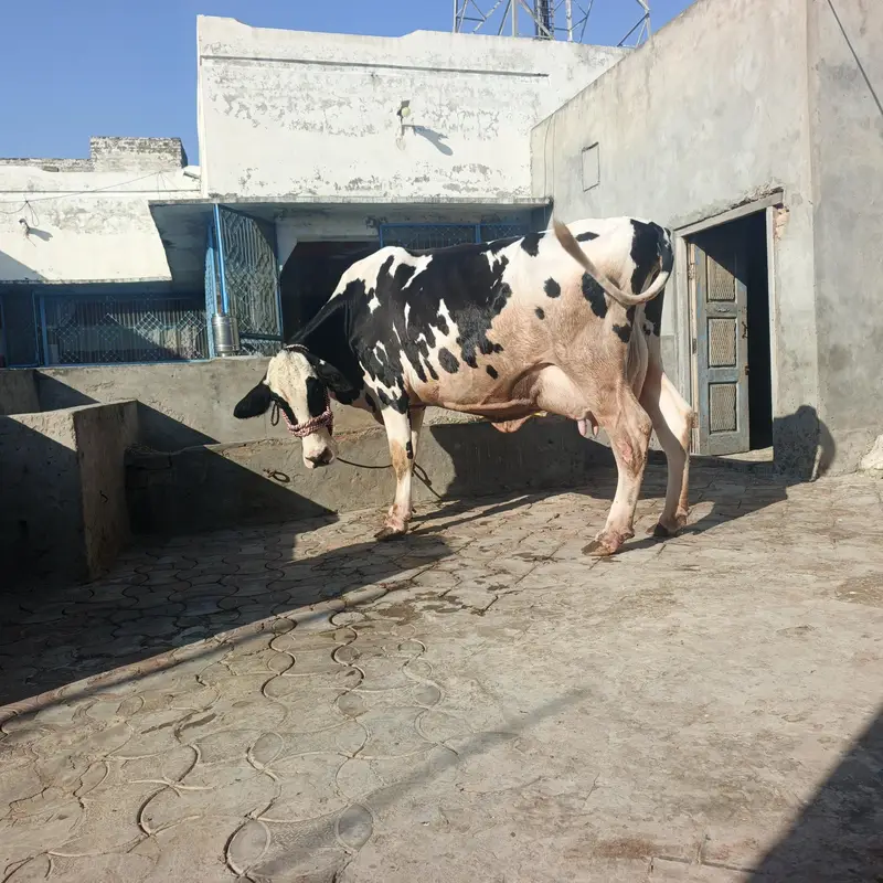 cow for sel — photo 3