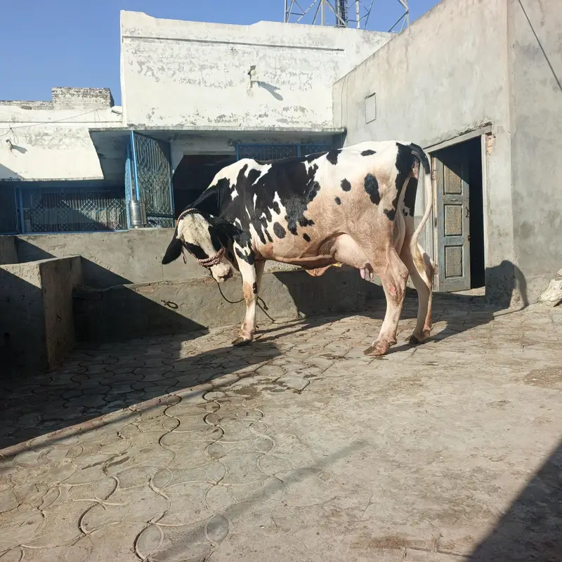 cow for sel — photo 4