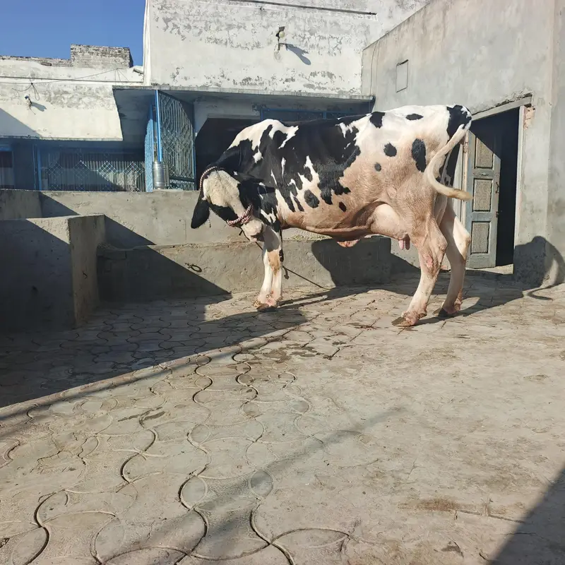 cow for sel — photo 5