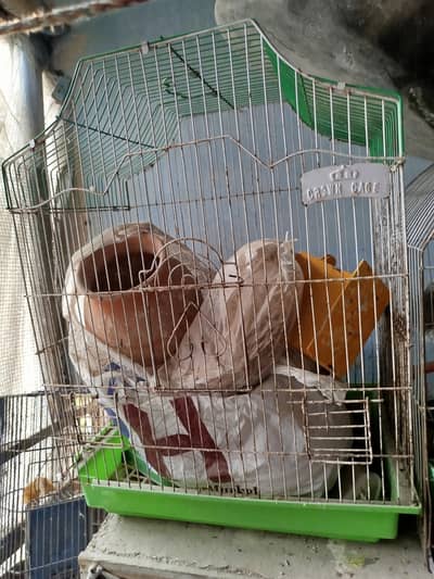 Birds Cages