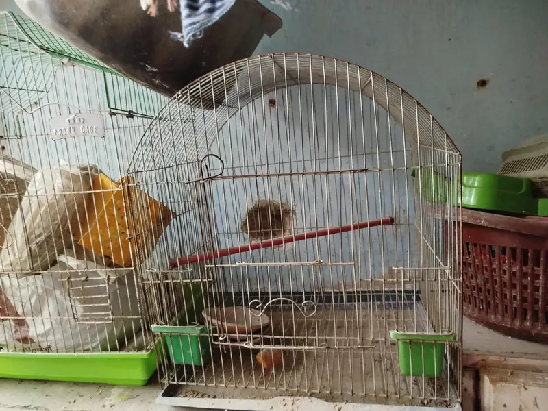 Birds Cages — photo 2