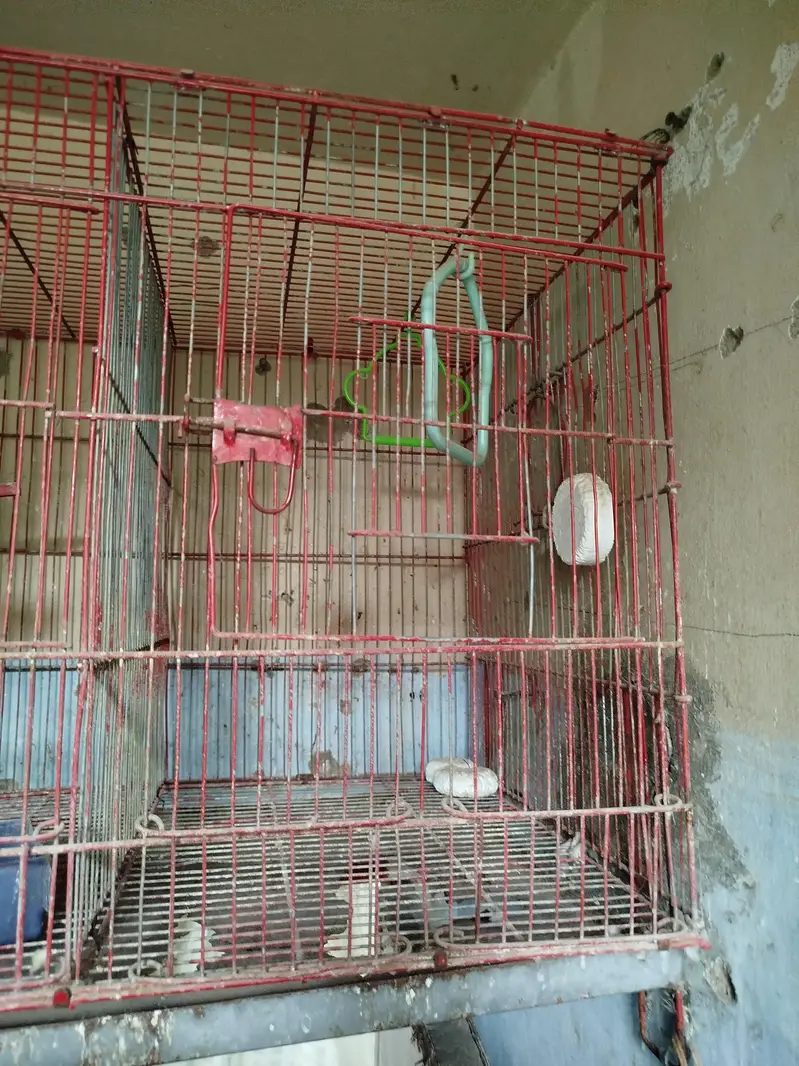 Birds Cages — photo 3