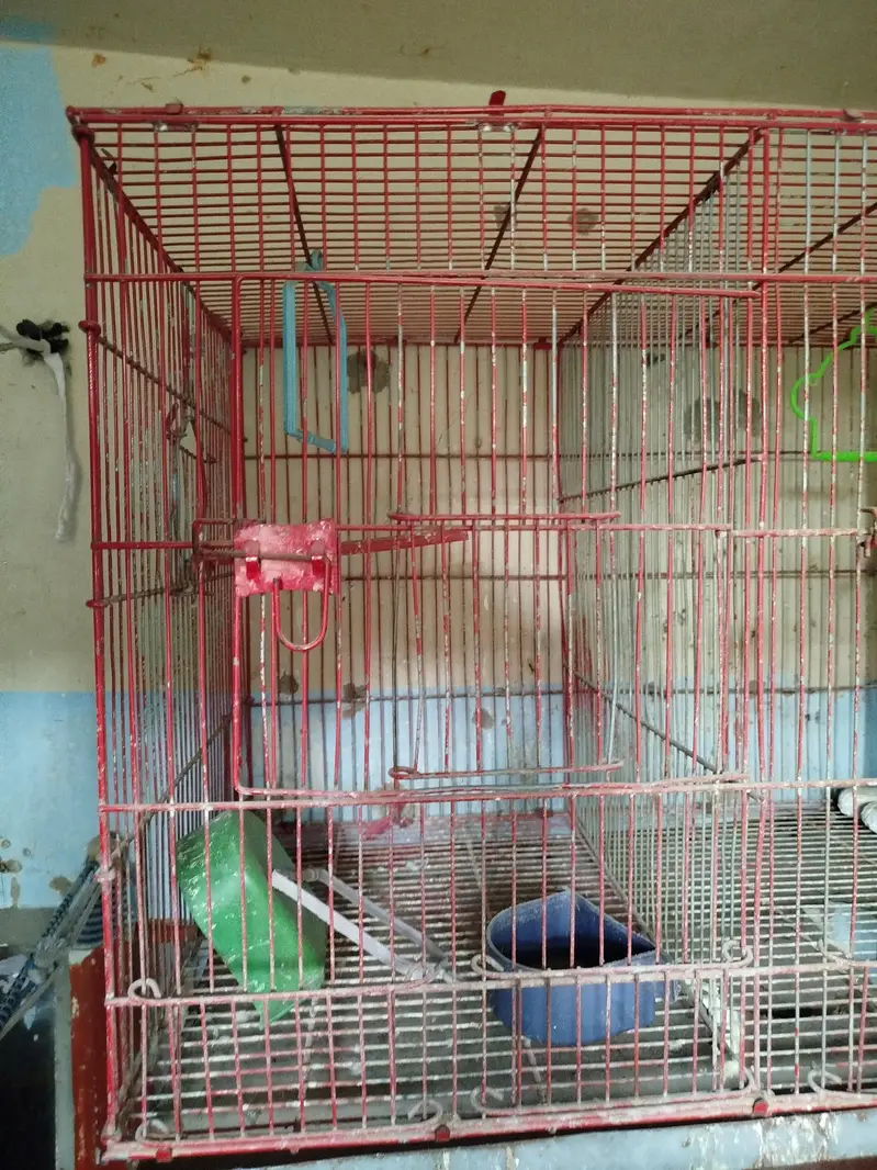 Birds Cages — photo 4