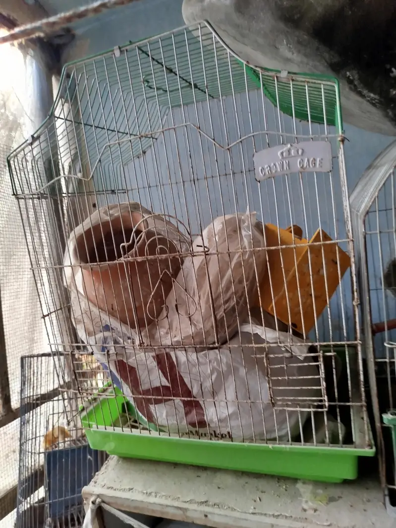 Birds Cages — photo 5