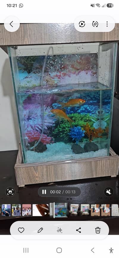 2 godfish with aquraim and air pump