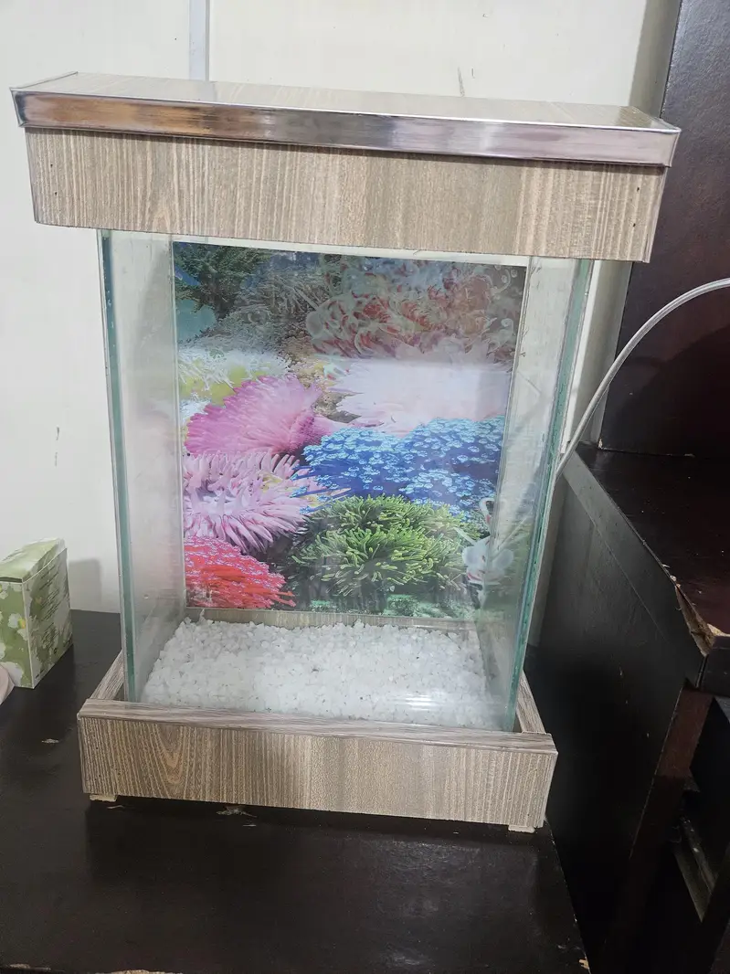 2 godfish with aquraim and air pump — photo 2