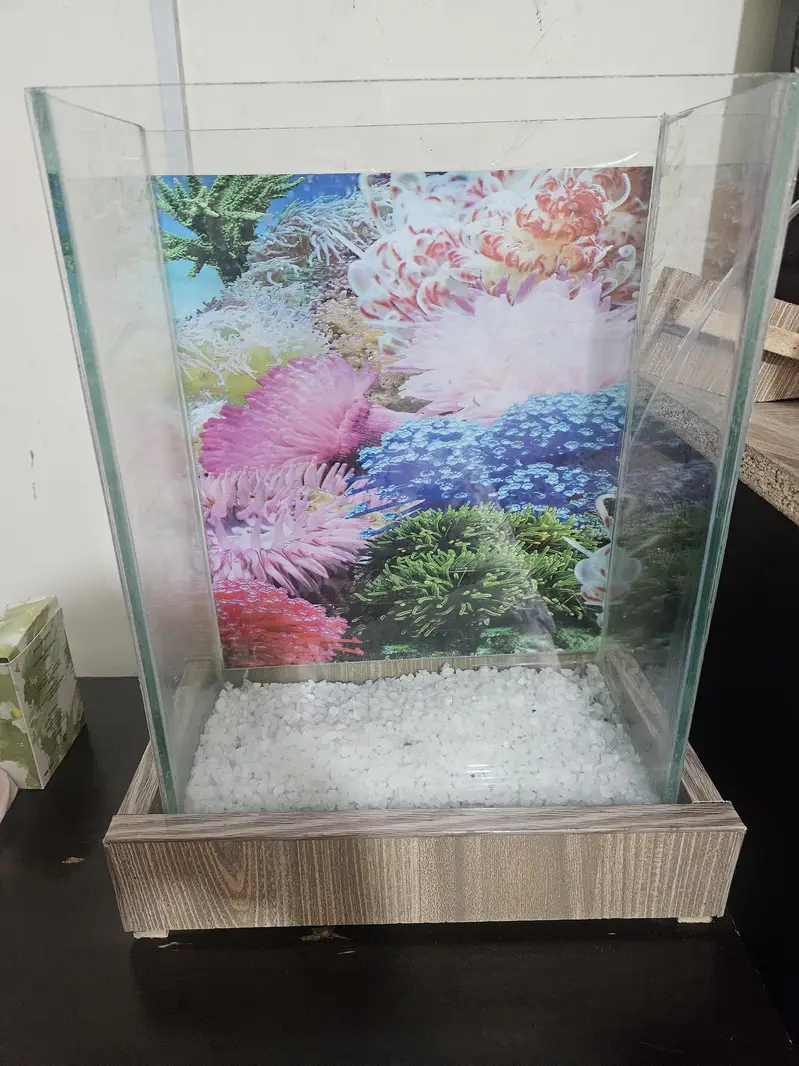 2 godfish with aquraim and air pump — photo 3