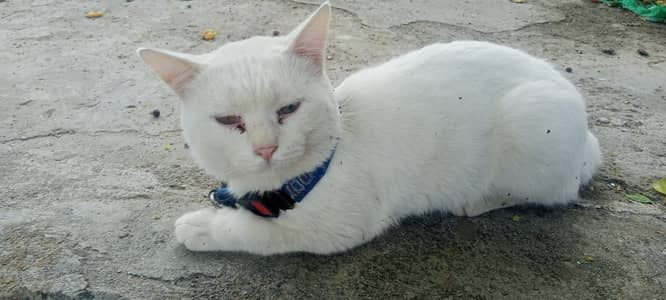 Persian cat for sale