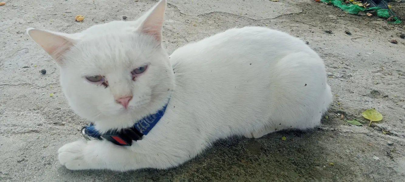 Persian cat for sale — photo 2