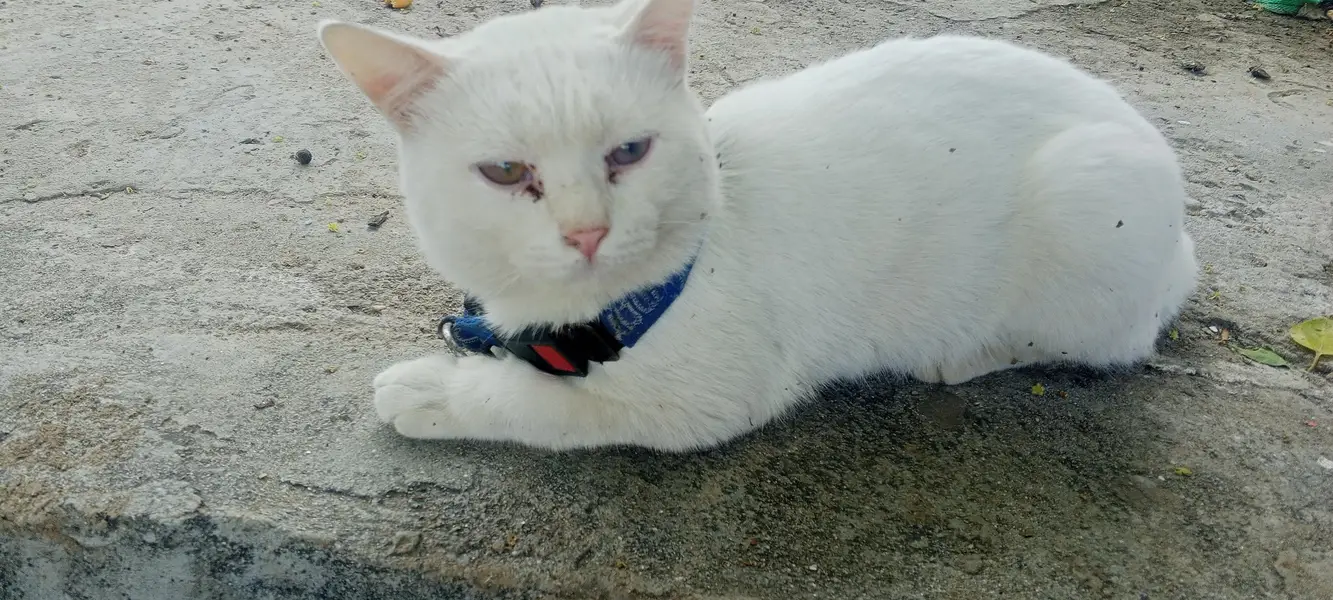 Persian cat for sale — photo 3