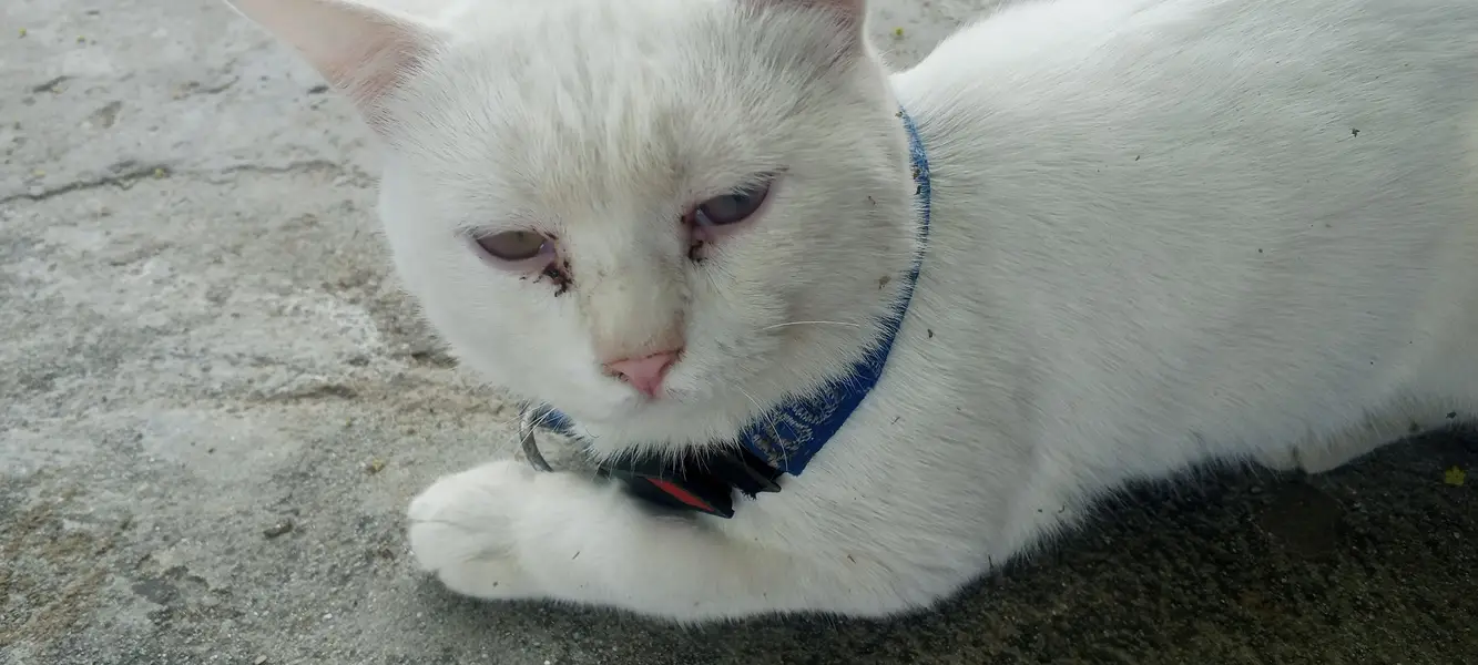 Persian cat for sale — photo 5