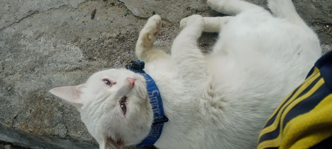 Persian cat for sale — photo 6