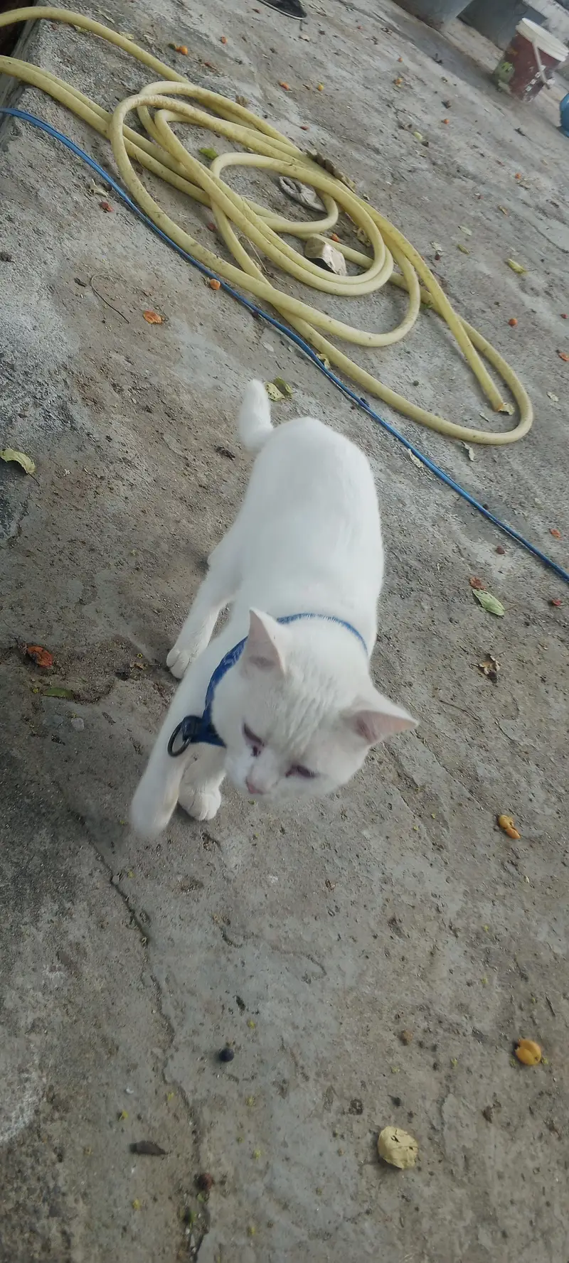 Persian cat for sale — photo 8