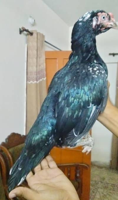 assel lassani female