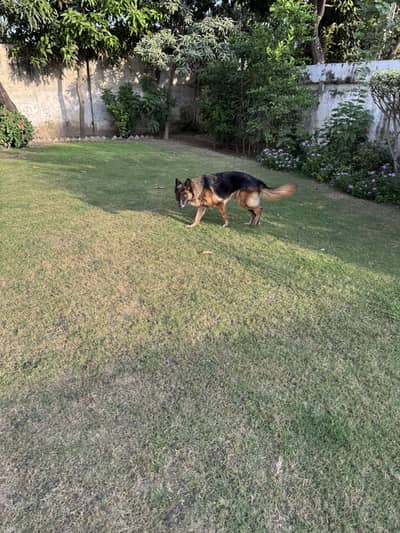 German Shepherd Female long coat
