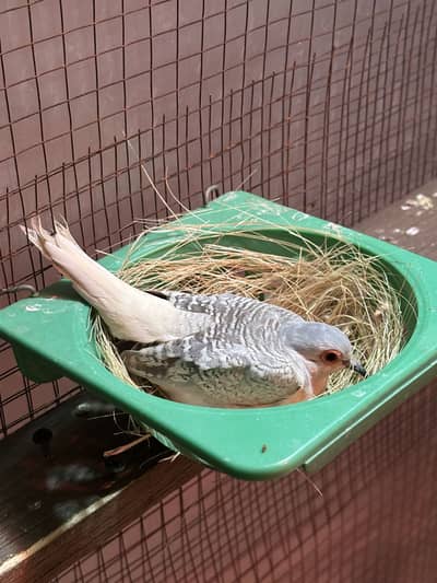 Diamond Dove breeder pair for sale