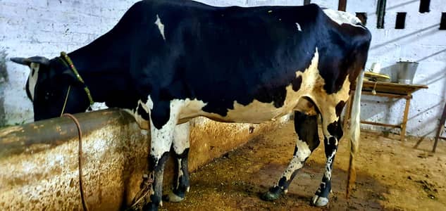 Velati cow