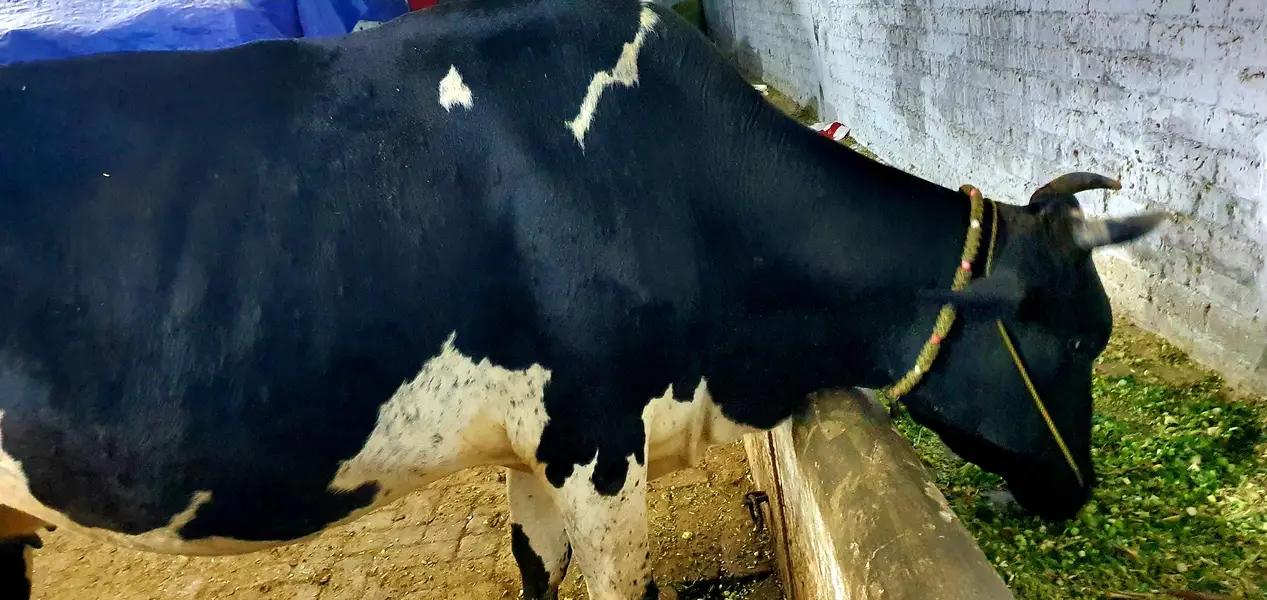 Velati cow — photo 2