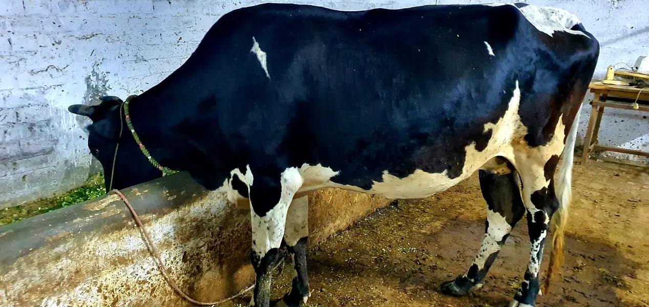 Velati cow — photo 3