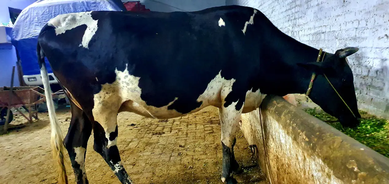 Velati cow — photo 4