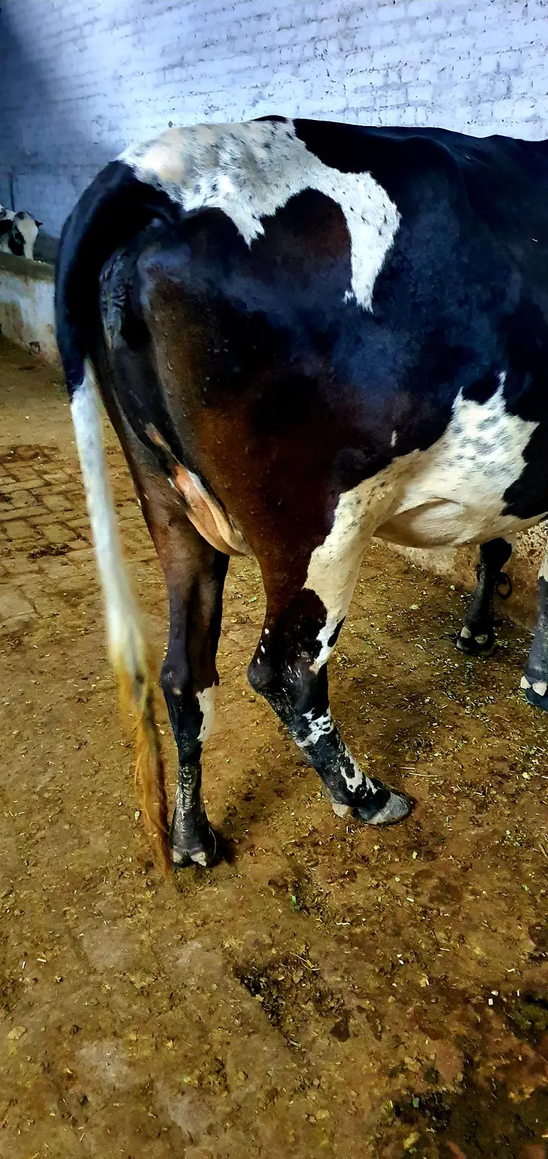 Velati cow — photo 5
