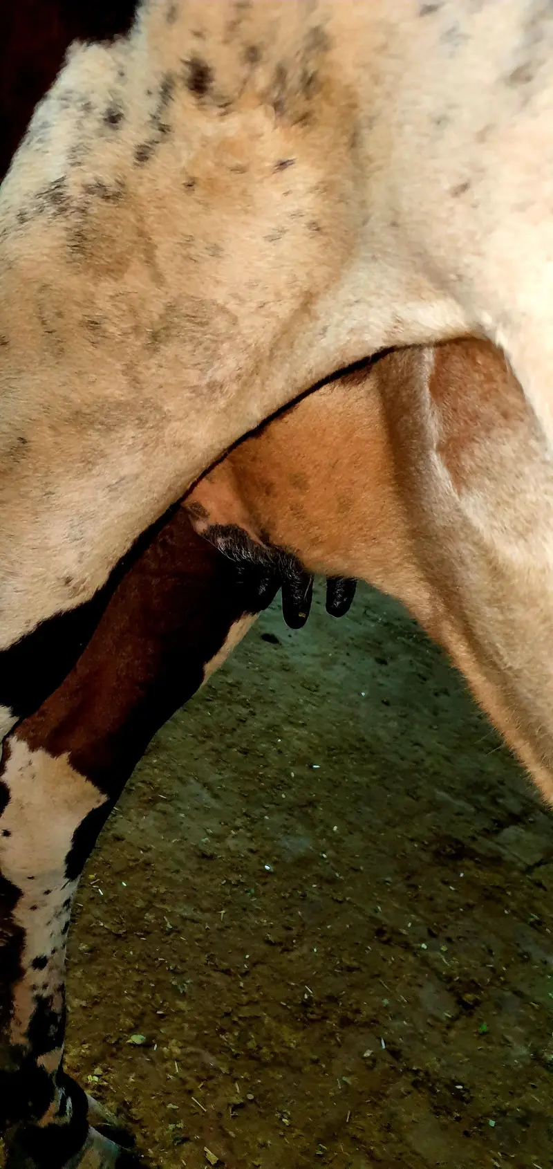 Velati cow — photo 6