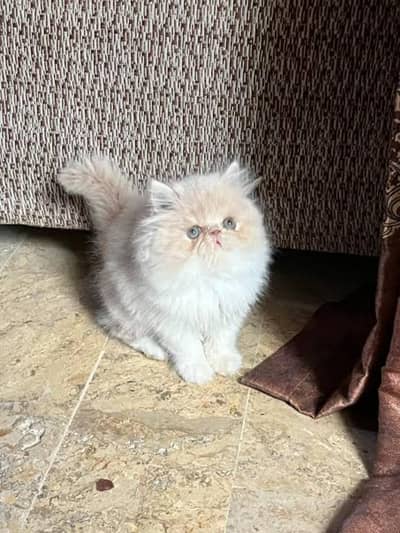 Persian and ragdoll pure kittens for sale (adult cats on adoption)