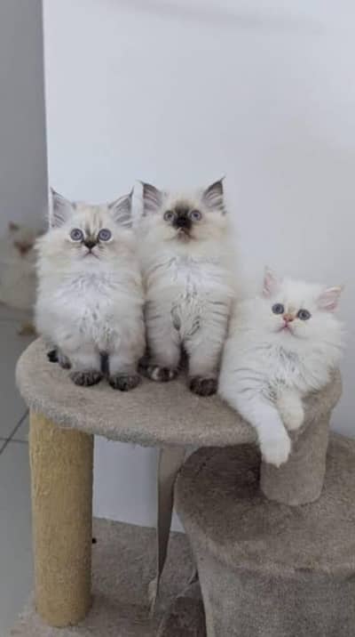 Persian and ragdoll pure kittens for sale (adult cats on adoption)
