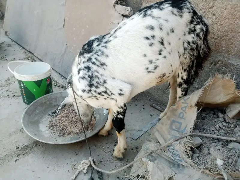 Bakra Barbari healthy active — photo 2