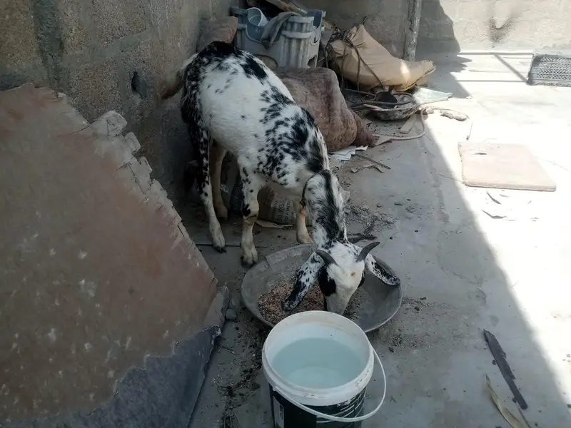 Bakra Barbari healthy active — photo 3