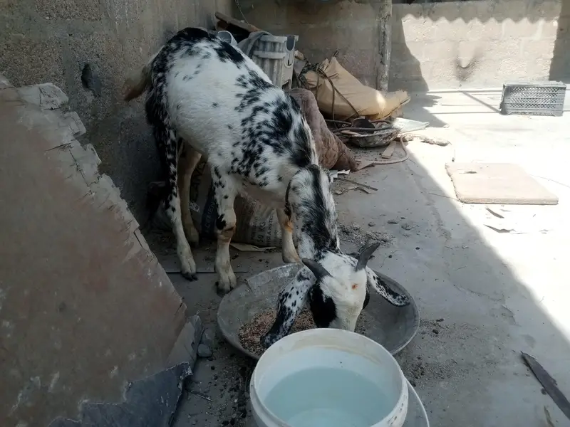 Bakra Barbari healthy active — photo 4