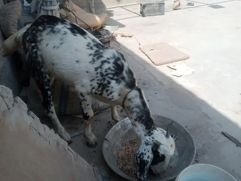 Bakra Barbari healthy active — photo 5