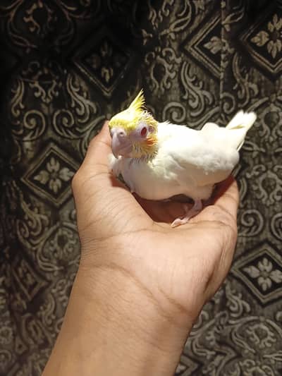 Cocktail baby for sale