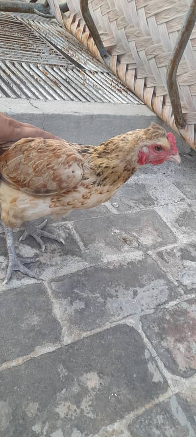 Aseel Hens Four and One Mianwali male Full setup