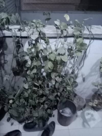 money plant available age 1.5years