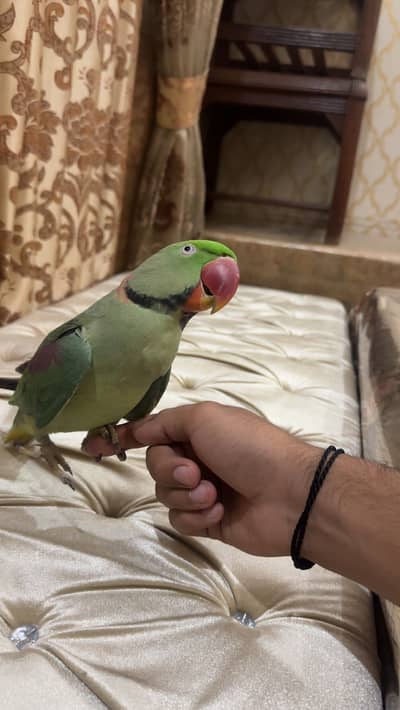Hand Tame and Talking Raw Parrot