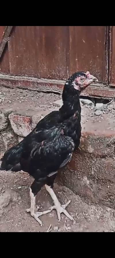 Mianwali Pure Aseel Breeder Madi