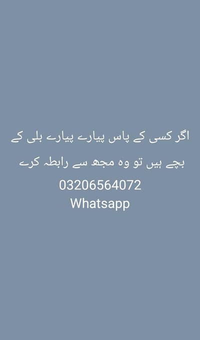 agar kisi ke pass kitten hai to vah mujhse raata kare
