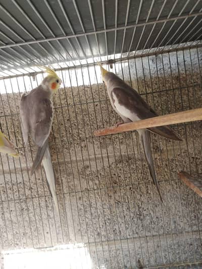 Breedar Cocktail Male's