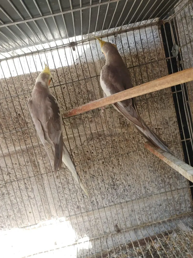 Breedar Cocktail Male's — photo 2