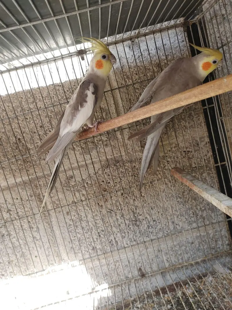 Breedar Cocktail Male's — photo 3