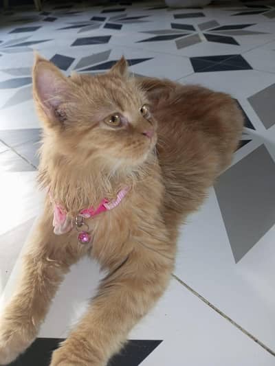 Persian Orange Kitten for Sale