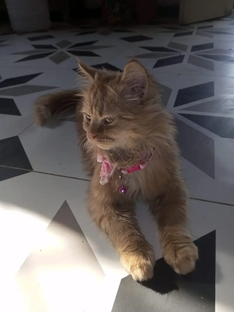 Persian Orange Kitten for Sale — photo 2