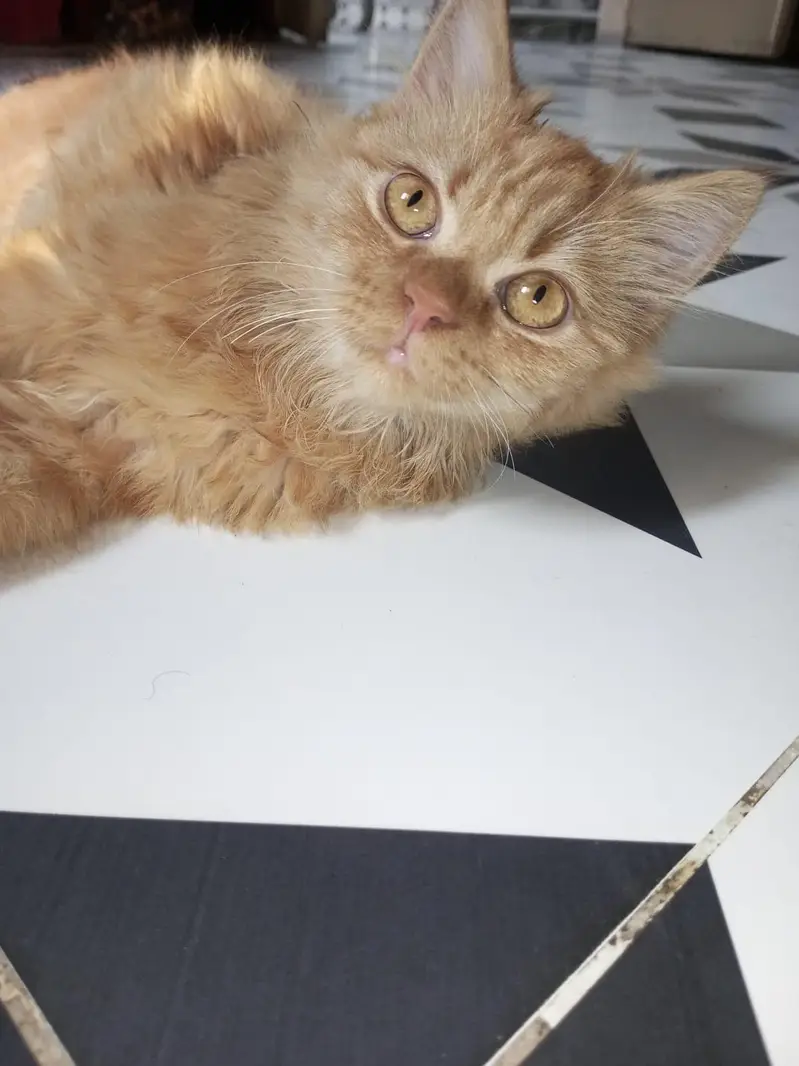 Persian Orange Kitten for Sale — photo 3