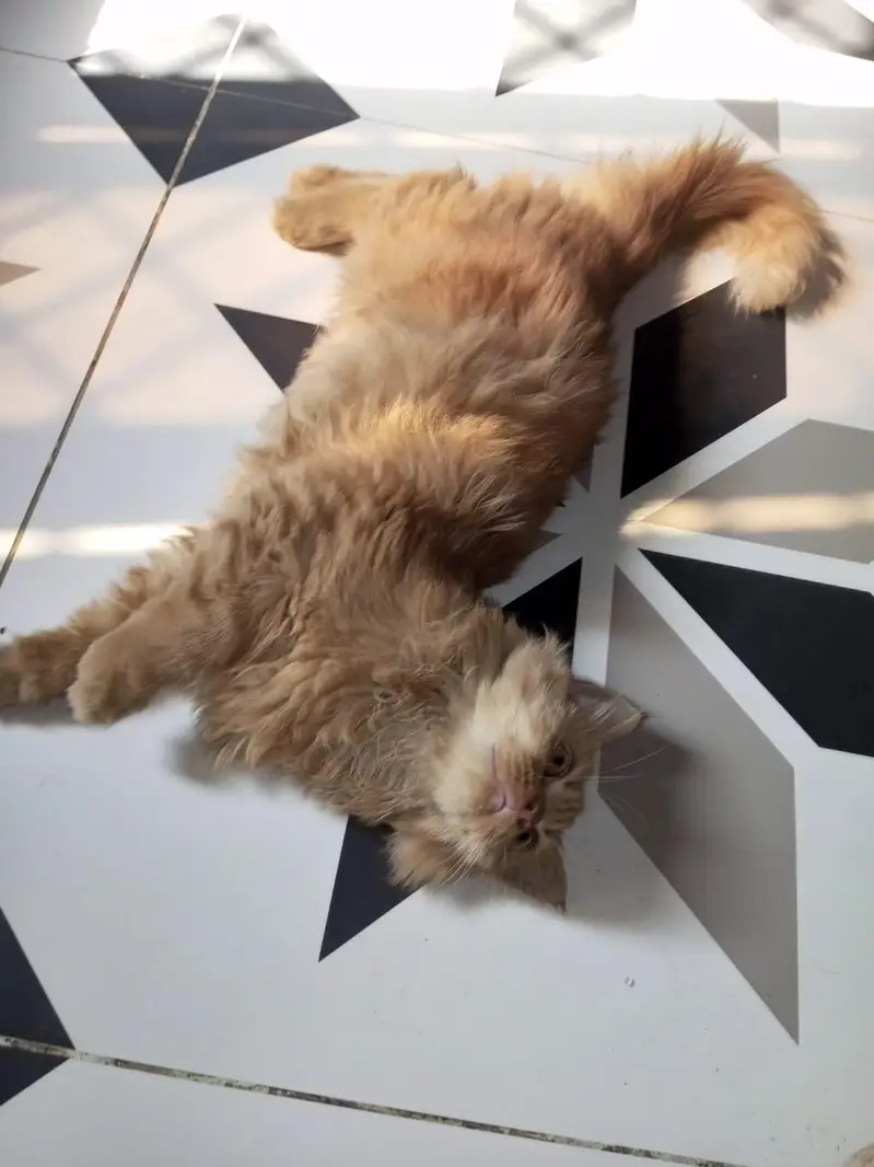 Persian Orange Kitten for Sale — photo 4