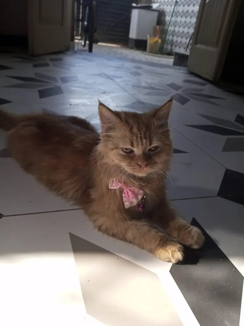 Persian Orange Kitten for Sale — photo 5
