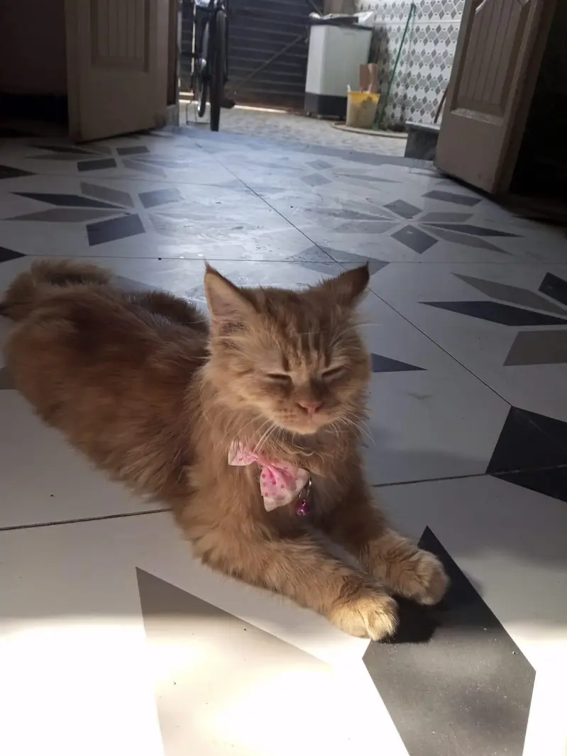Persian Orange Kitten for Sale — photo 6